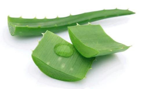 Aloe leaves