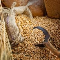 Unfinished oats spilled out of a sackcloth bag