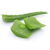 Aloe leaf weeping in bitter juice