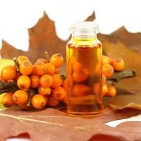Autumn harvest of sea buckthorn