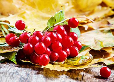 Berries of viburnum