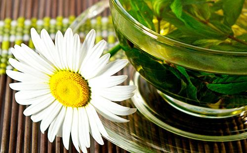 Chamomile decoction