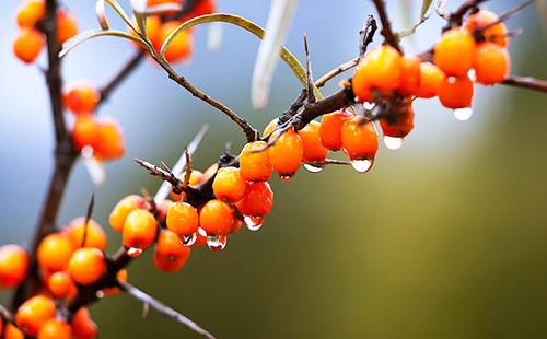 Sea buckthorn on a branch