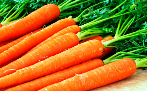 Carrot