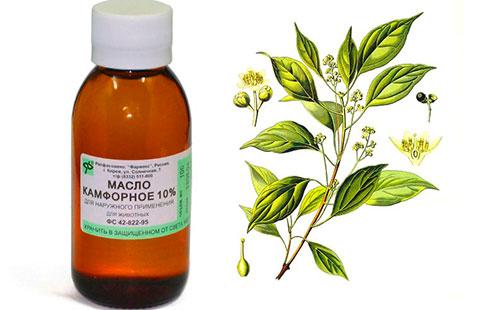 Camphor oil