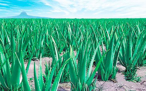 Aloe plantation