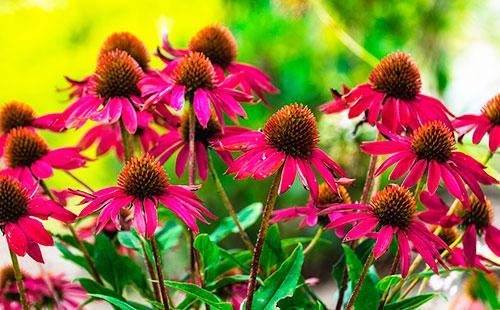 Echinacea Flowers