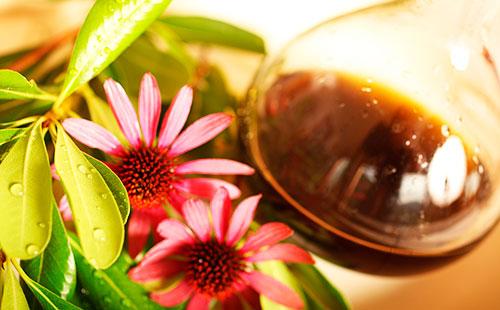 Tincture of Echinacea