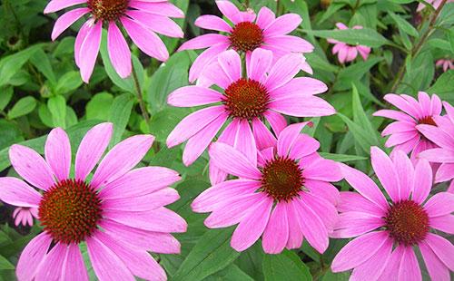 Pink Echinacea Flowers
