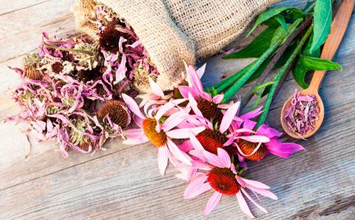 Dry echinacea flowers