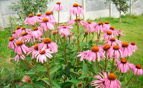 Echinacea in the garden