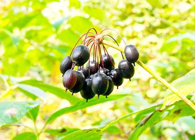 A bunch of eleutherococcus