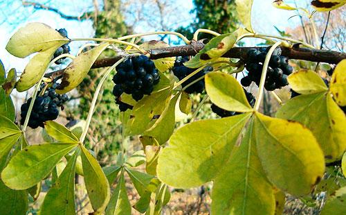 Eleutherococcus branch