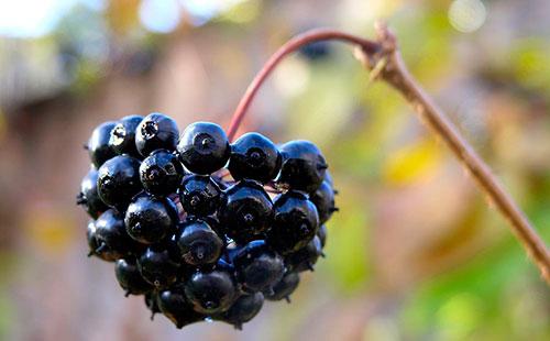 Berries of Eleutherococcus