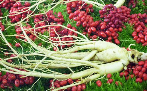 Ginseng Berries and Roots