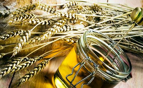 Spikelets of wheat and oil