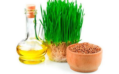 Sprouted wheat and oil from it