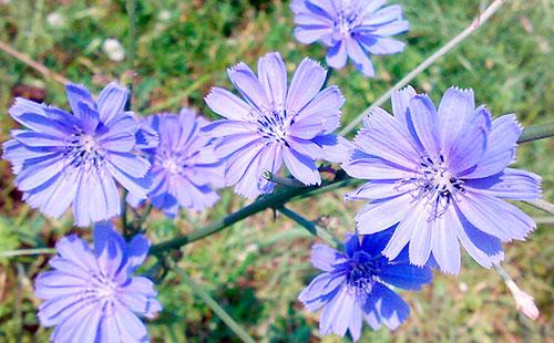 Chicory flowers