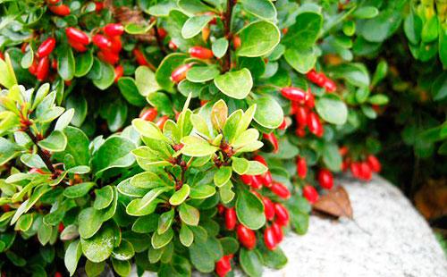 Barberry bush