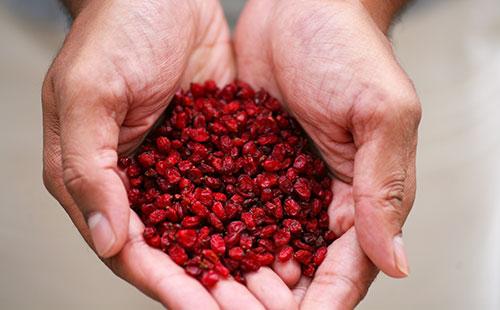 Barberry in the palms
