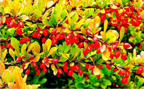 Barberry branches