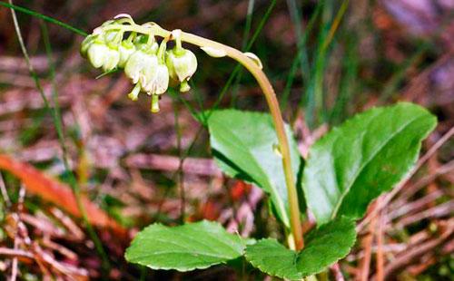 Peduncle of the hog uterus