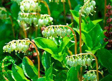 Pine uterus - flowers
