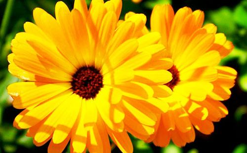 Calendula flowers
