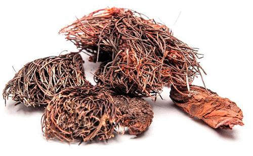 Dry roots of red brush