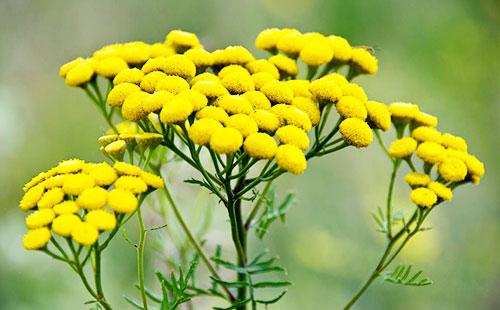 Tansy flowers