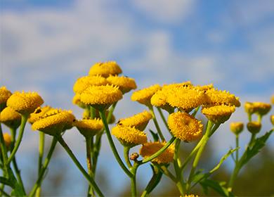 Tansy flowers