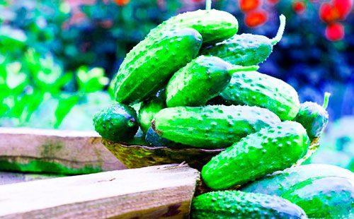 Fresh cucumbers