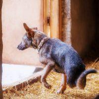 Drago goes for a walk