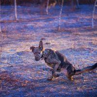 Drago walks on his own