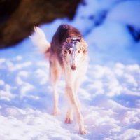 Beautiful whirlwind is walking in the snow