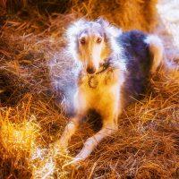 Whirlwind posing on straw