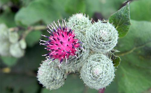 Burdock flower