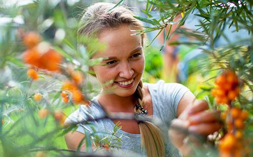 Girl picks berries from a bush