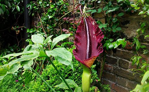 Amorphophallus flower