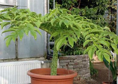 Amorphophallus palm in a pot