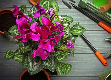 Pink cyclamen flowers