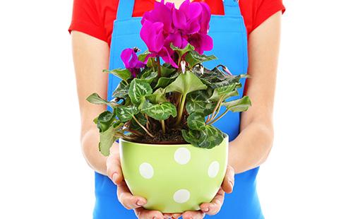 Flowerpot cyclamen and hands