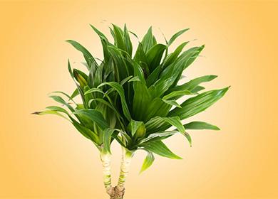 Dracaena on a yellow background