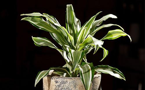 Dracaena on a black background