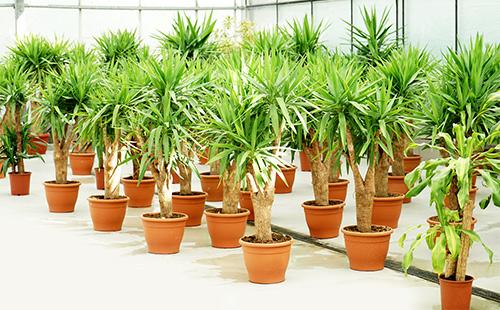 Potted dracaena