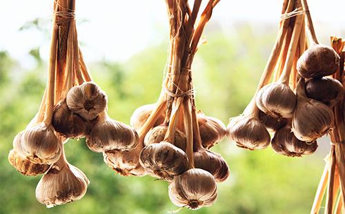 Garlic hanging
