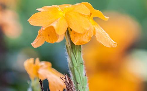 Orange tropical flower