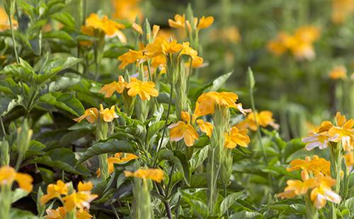 Abundant Crossandra Flowering