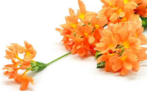 Brush of orange flowers on a white background