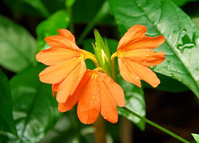 Orange tropical flower